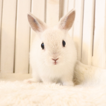 フェレットリンク アンド ラビットリンクのネザーランドドワーフの詳細 ハローべいびぃ