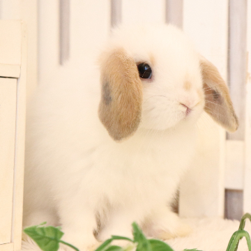 animal_image