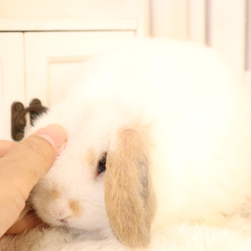 animal_image