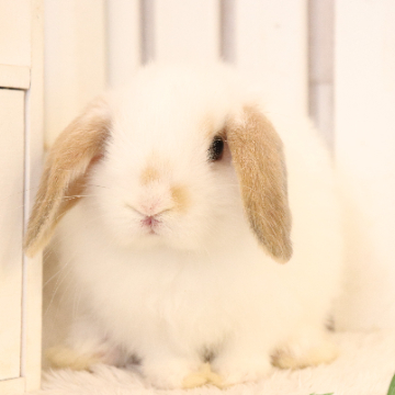 animal_image