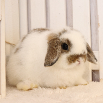 animal_image