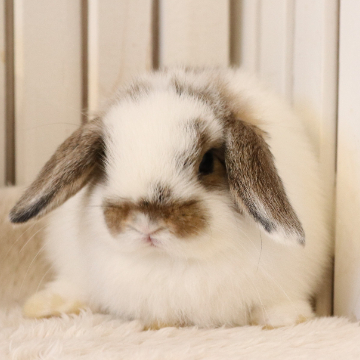 animal_image