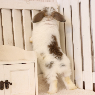 animal_image
