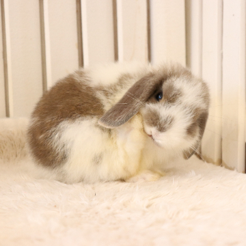 animal_image