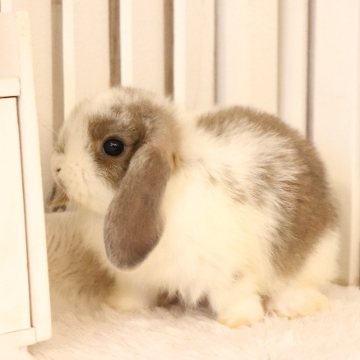 animal_image