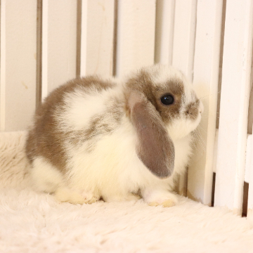 animal_image