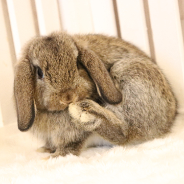 animal_image