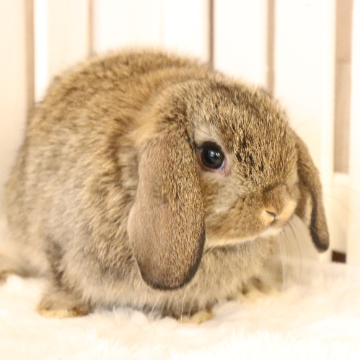 animal_image