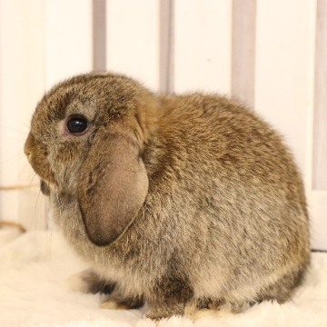 animal_image