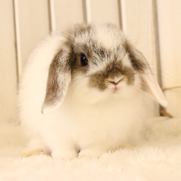 animal_image