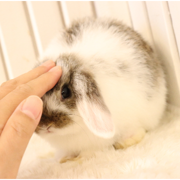 animal_image