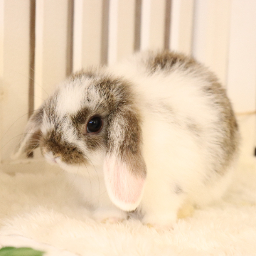 animal_image