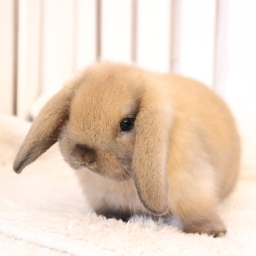 animal_image