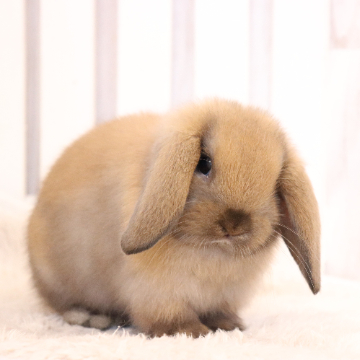 animal_image