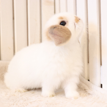 animal_image