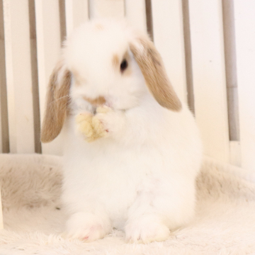 animal_image