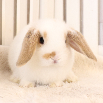 animal_image