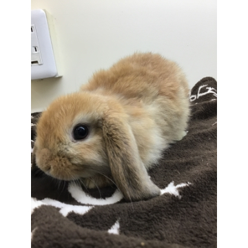 animal_image