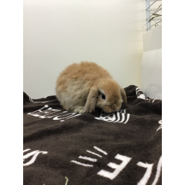 animal_image