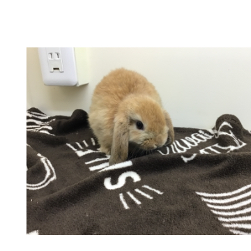 animal_image