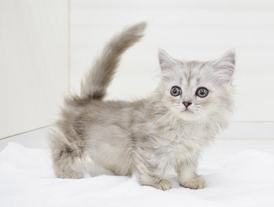 animal_image