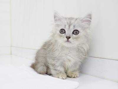 animal_image