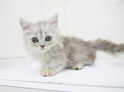 animal_image