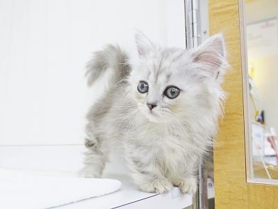 animal_image