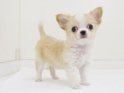 animal_image
