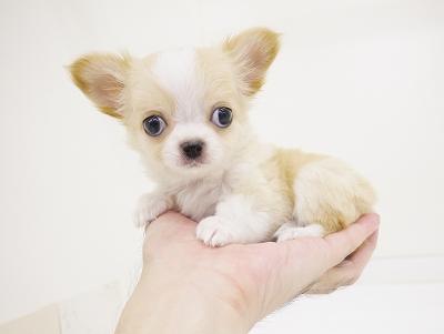 animal_image
