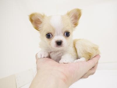 animal_image