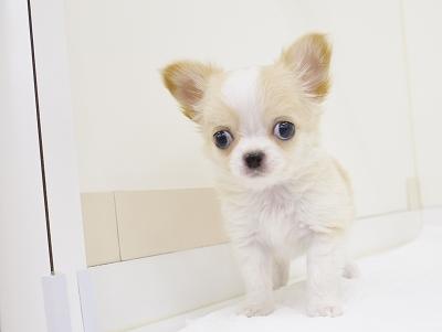 animal_image