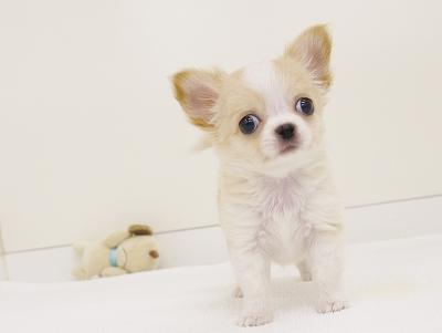 animal_image