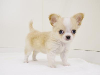 animal_image