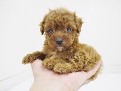 animal_image