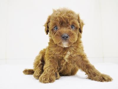 animal_image
