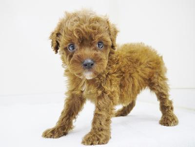 animal_image