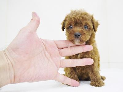 animal_image