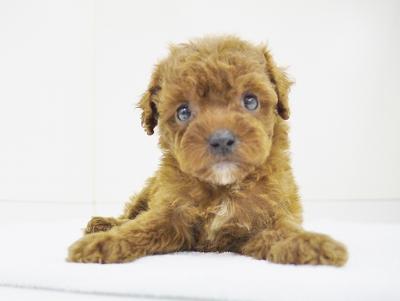 animal_image