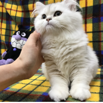 animal_image