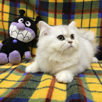 animal_image