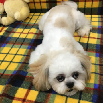 animal_image