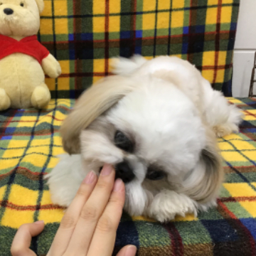 animal_image
