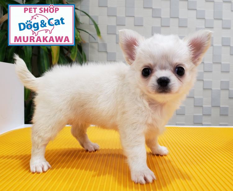 animal_image