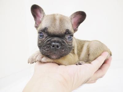 animal_image