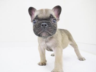 animal_image
