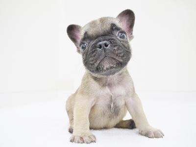 animal_image