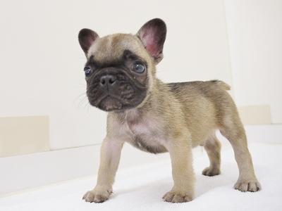 animal_image