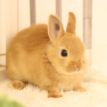 animal_image