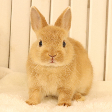 animal_image